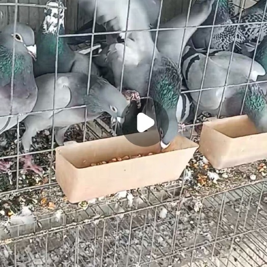 南昌信鸽，肉鸽
