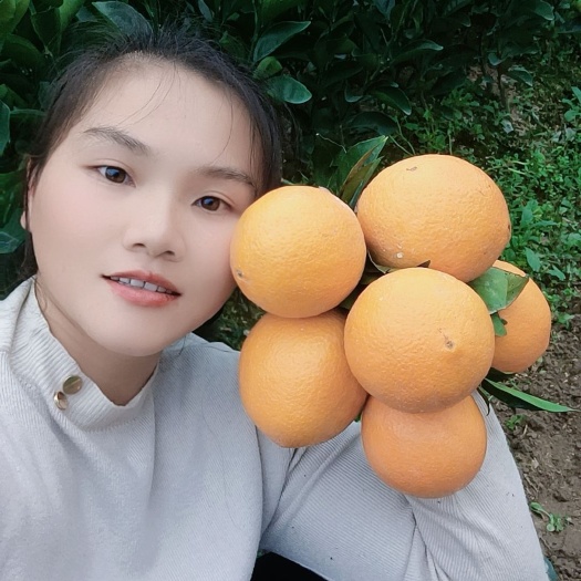 赣南血橙苗，赣南纽荷尔脐橙苗，红肉脐橙苗