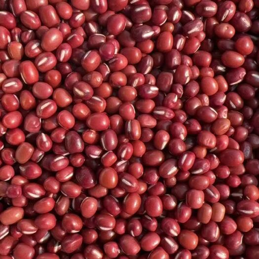 临沂红小豆 大粒 东北大红豆 现货食品原料 蜜豆原料大量批发