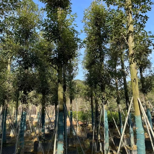 金丝楠木3-15公分移植苗,袋苗