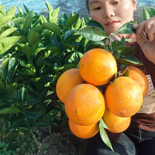 安远县赣南纽荷尔脐 橙口感好，产量高