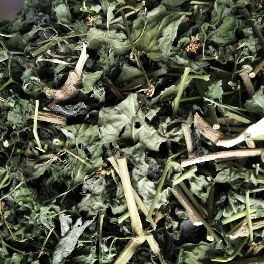 永城市龙葵中草药   人工采摘切断晒干  