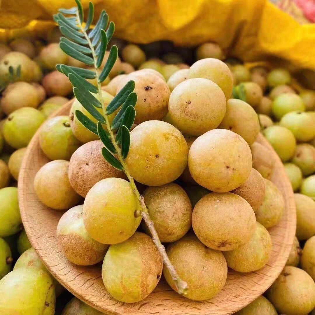 广西甜油甘苗余甘果苗嫁接牛甘子树苗滇橄榄果油柑带土包邮