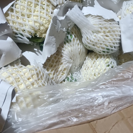 漳浦县白花菜花