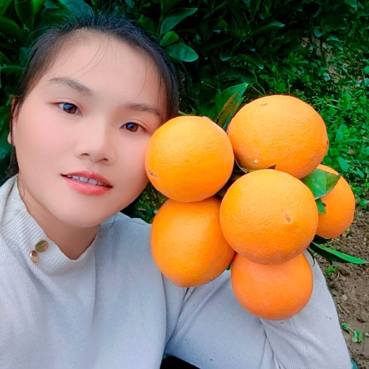 安远县赣南脐橙苗  脐橙苗