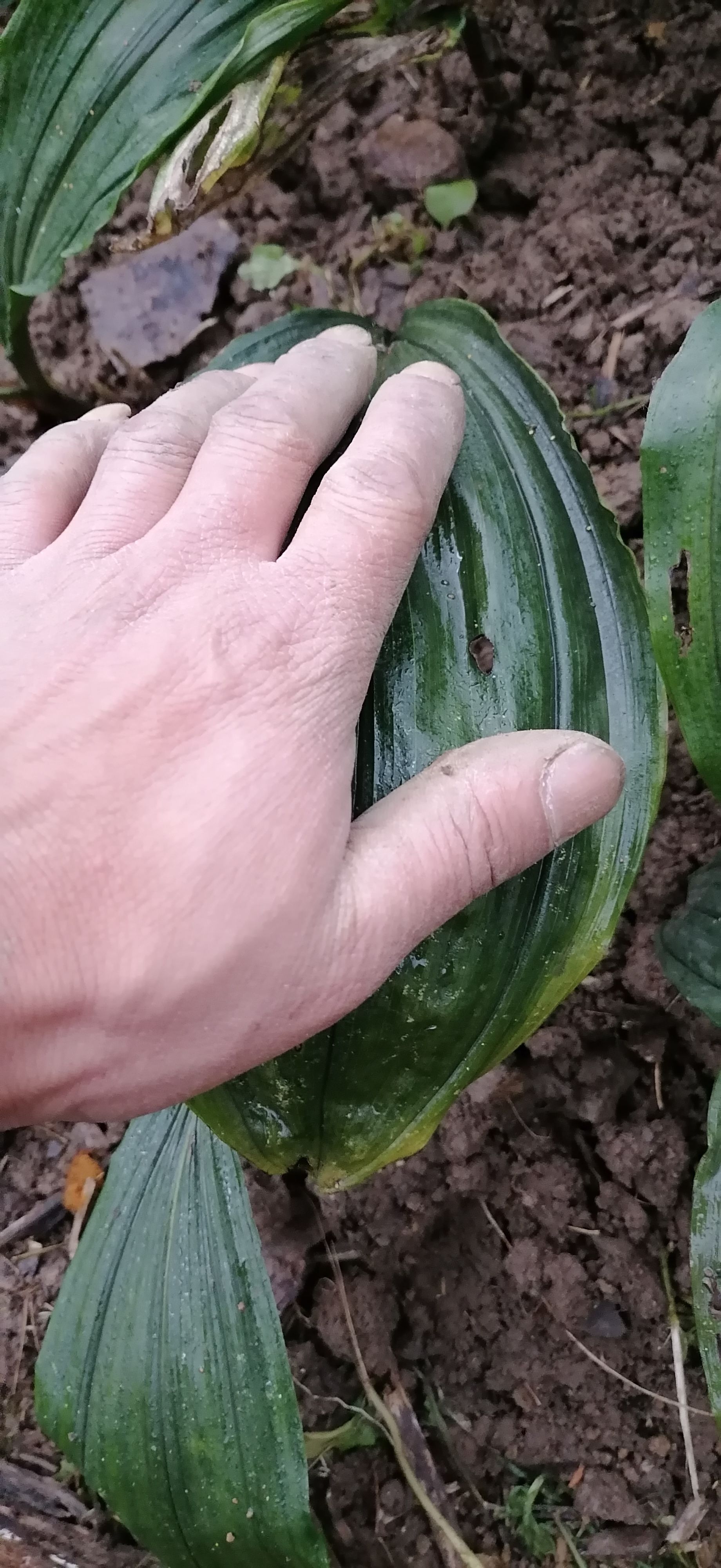 山慈菇 毛慈菇 大宽叶苗