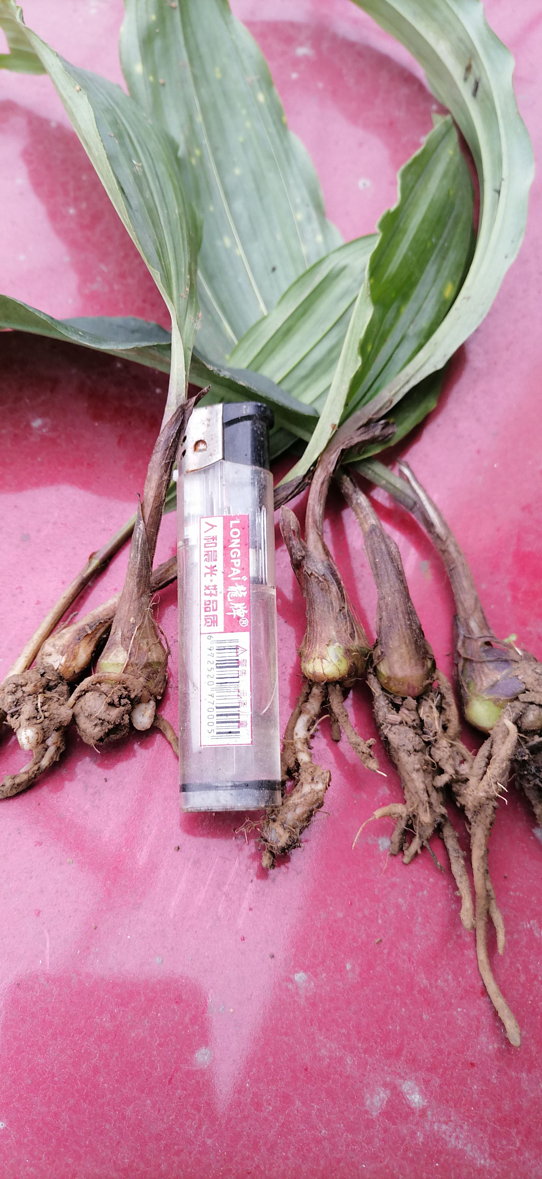 山慈菇 毛慈菇 大宽叶苗