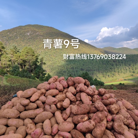 丽江青薯9号土豆