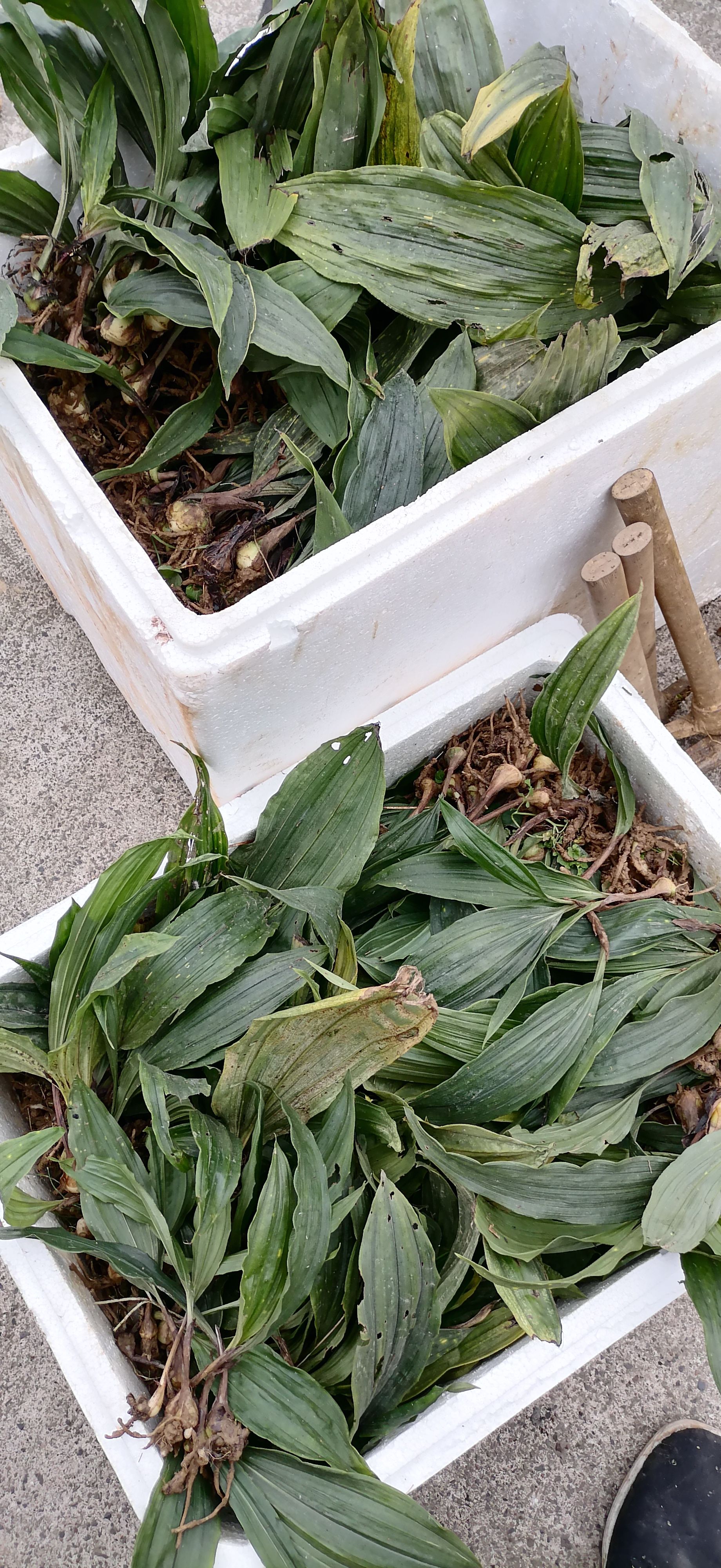 山慈菇 毛慈菇 大宽叶苗