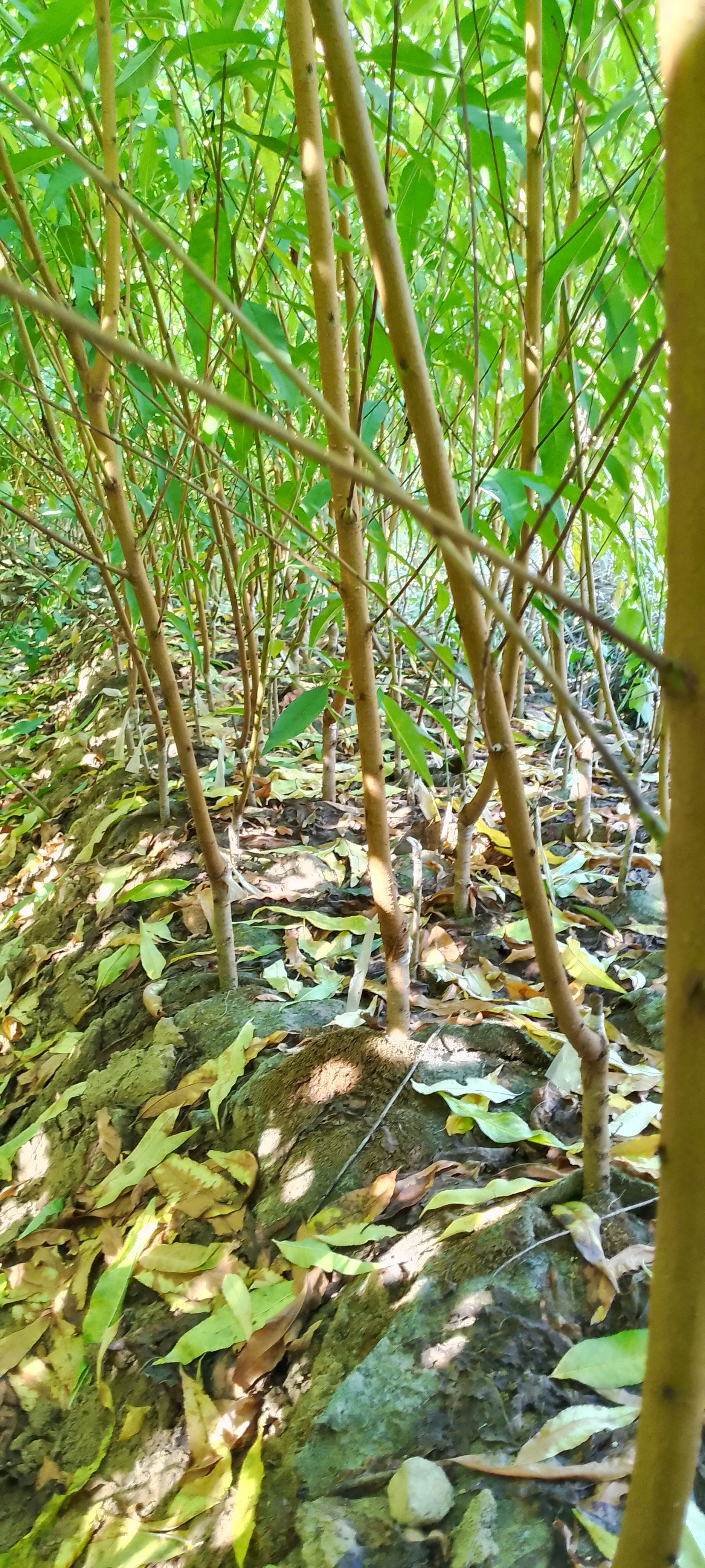 水蜜桃苗 连平鹰嘴桃苗