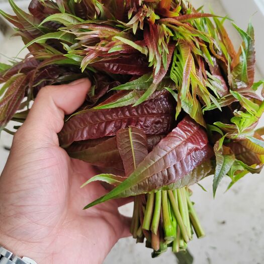 蒙自市新鲜椿菜，香椿芽，全国发货