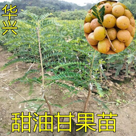 灵山县广西甜油甘苗余甘果苗嫁接牛甘子树苗滇橄榄果油柑带土包邮
