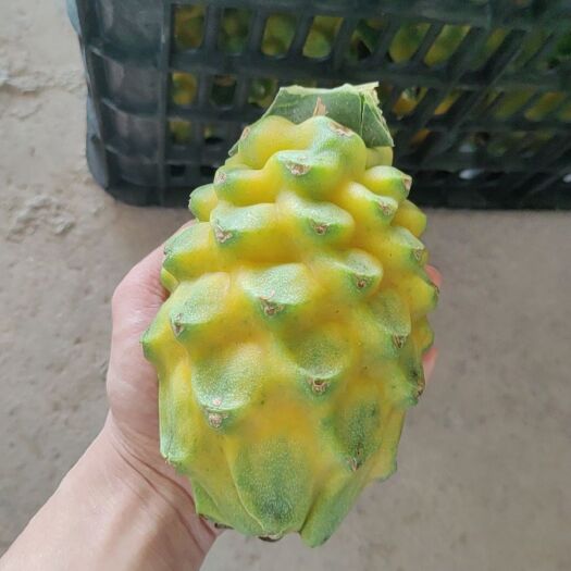 景洪市云南燕窝果，麒麟果