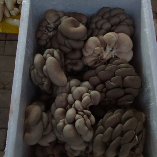 凤尾菇