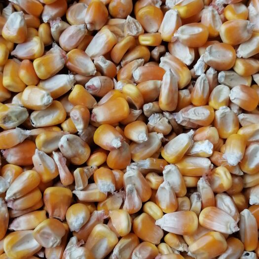社旗县大量供，色选玉米，玉米，黄玉米，量大从优