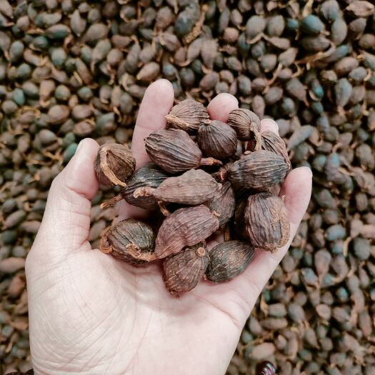 腾冲市云南大颗粒草果今年新果有烟草果现烤草果