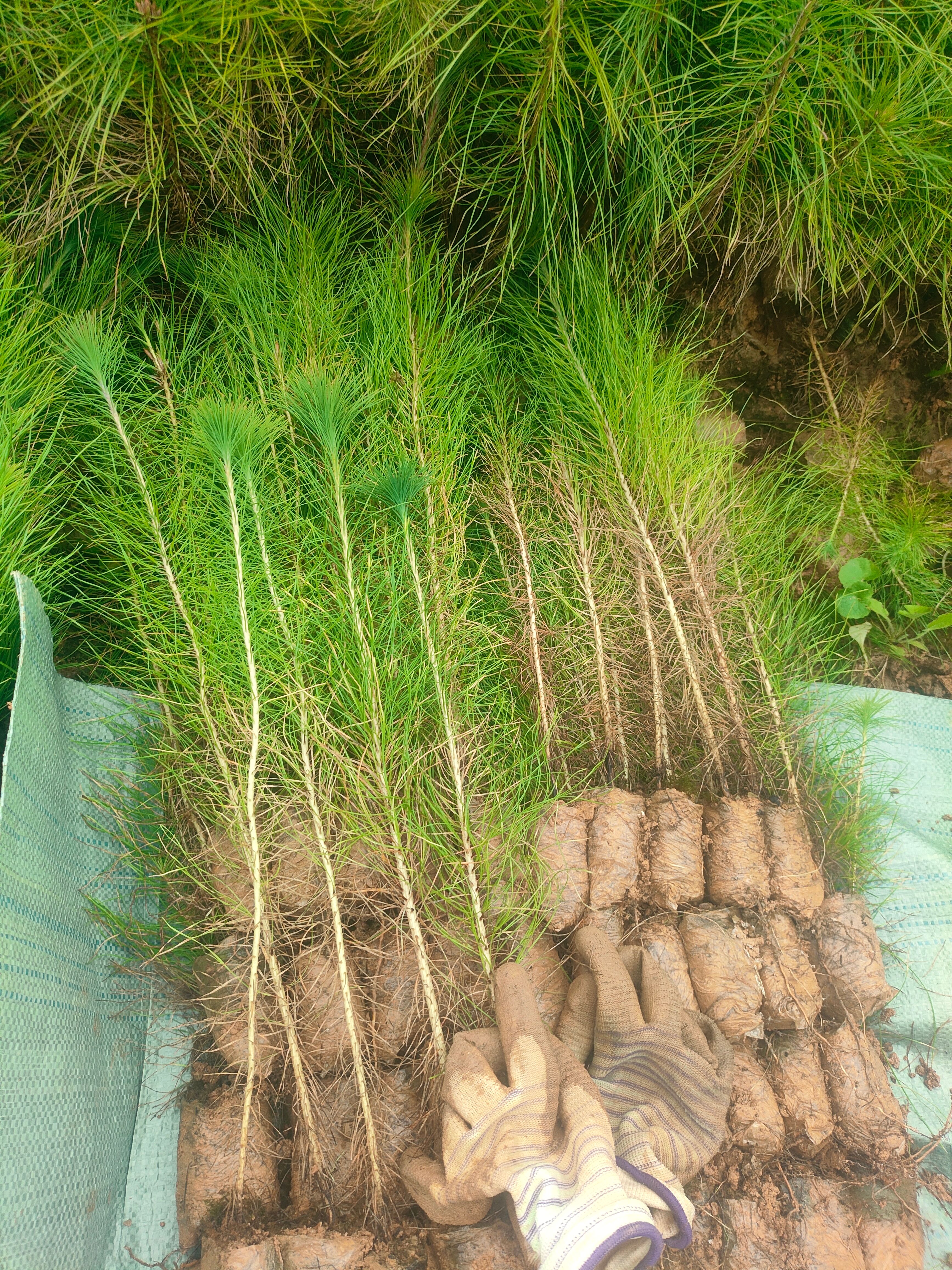 马尾松袋苗基地直供可开发票