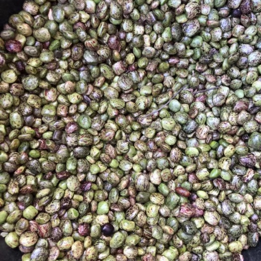 灵山县小叶牛大力种苗