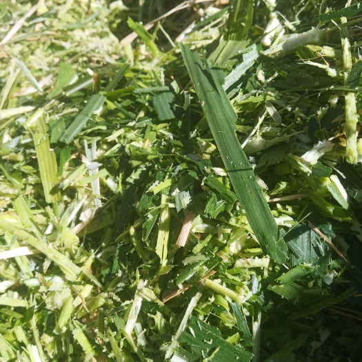 兰坪县青储饲料！全部甜象草生产没有任何杂草。