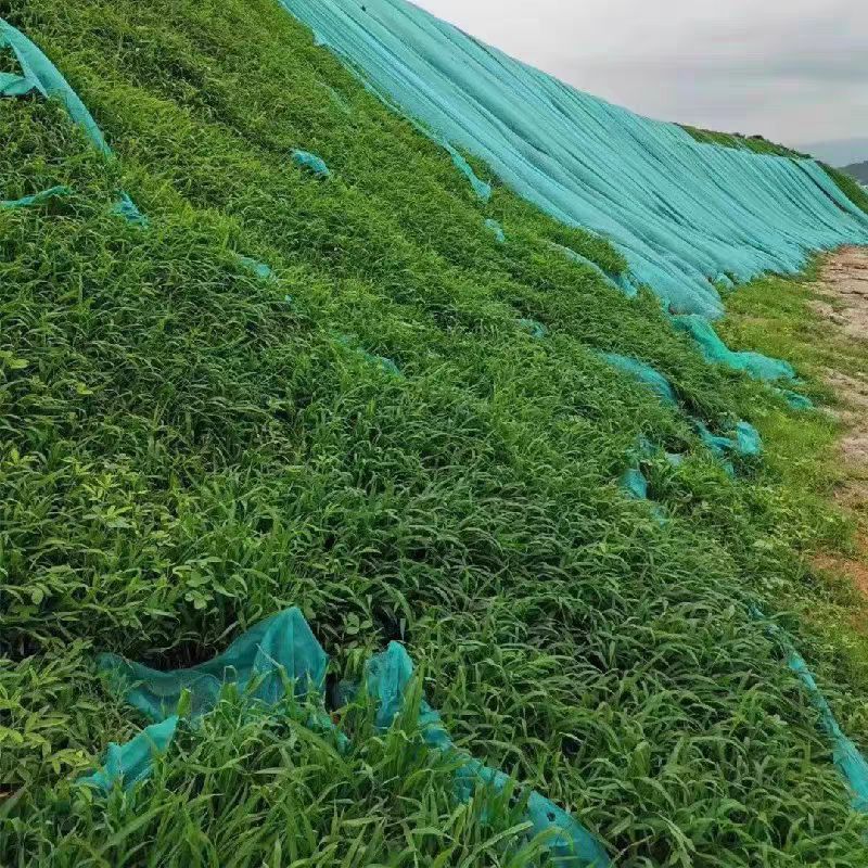 百喜草种子道路护坡水土保持牧草草籽公路堤坝绿化种子