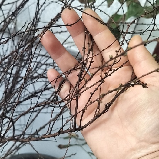 保定雪柳，喷雪花，绣线菊种植基地