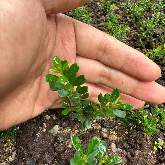 潮州凤凰山米叶黄杨