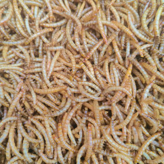 卢氏县黄粉虫干品高蛋白高营养宠物饲料宝库