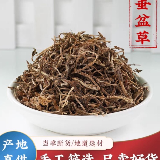 寻百草 垂盆草中药材新货 垂盆草干药 现货批发 量大从优