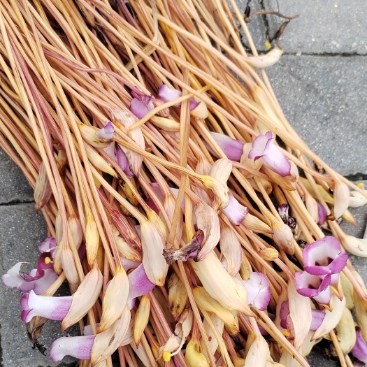 中药材——官真花