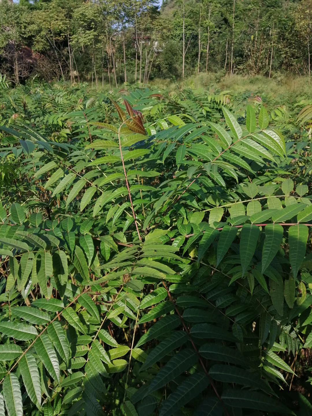 香椿苗出售（裸根，袋苗）