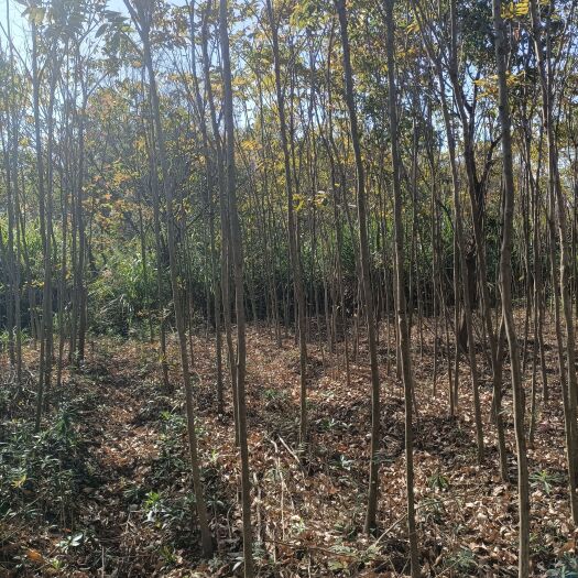 九江3公分钢管无患子，适合进苗圃移栽，需要请联系