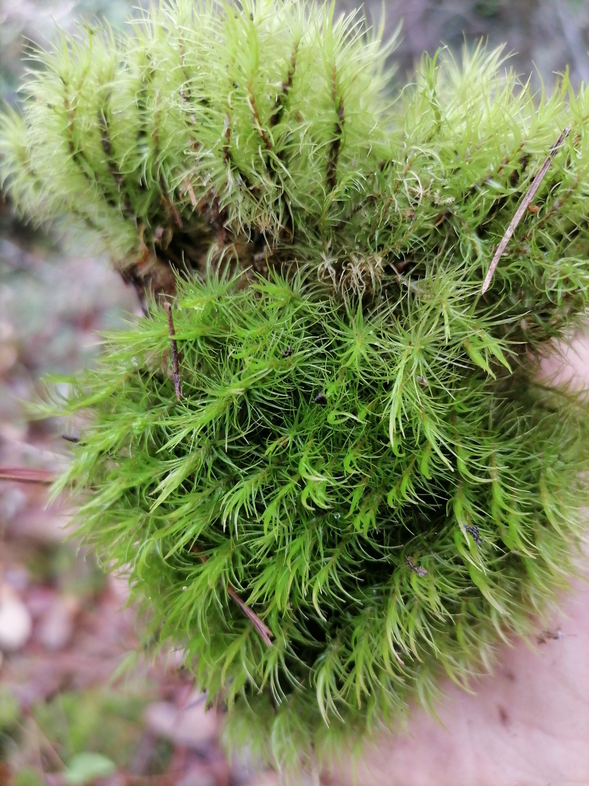 苔藓 ，青苔 ，大羽藓，朵朵藓，牛毛藓，大灰藓，微景观专用