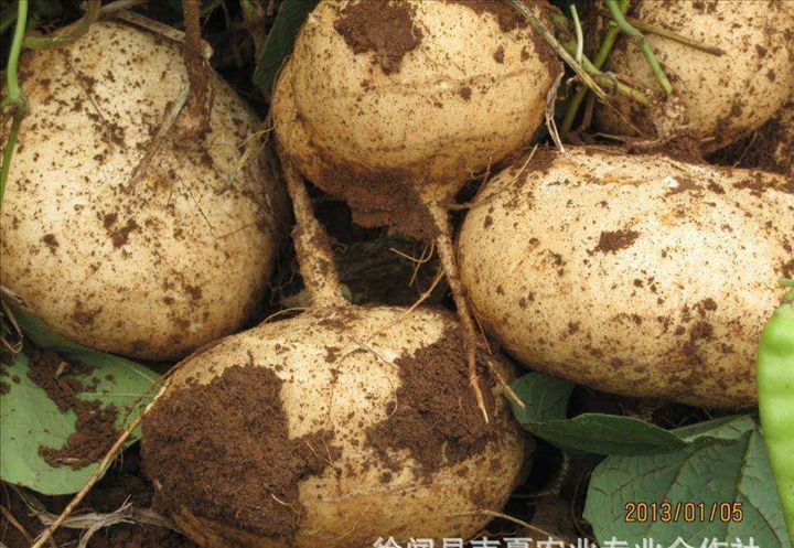 徐闻县凉薯