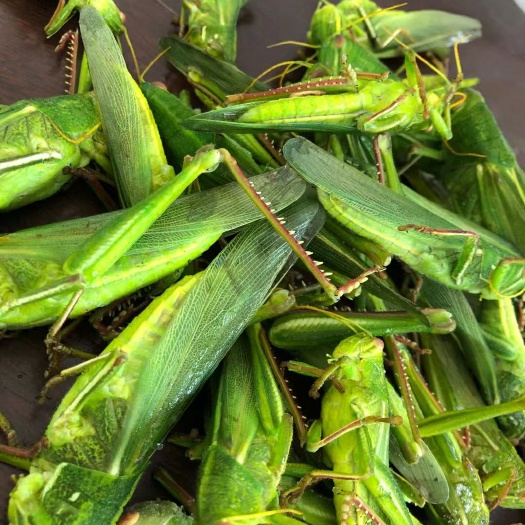 全州县棉蝗