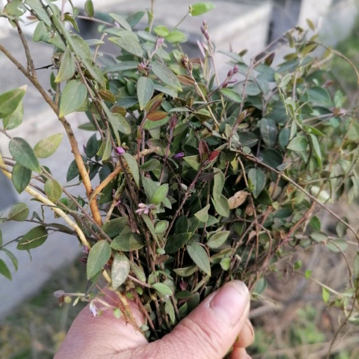 瓜子金正品来马回又名紫背草纯伏牛山草药批发