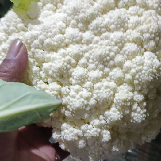 菏泽80一90白花菜花