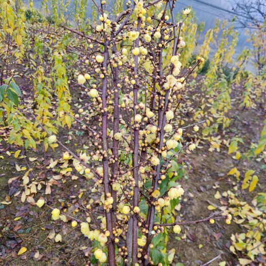 重庆市腊梅鲜切花 长80厘米5-6枝一把