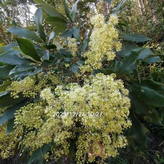 博罗县冬蜜（鸭脚木蜜）