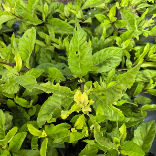 广州明月草，富贵菜，长寿菜