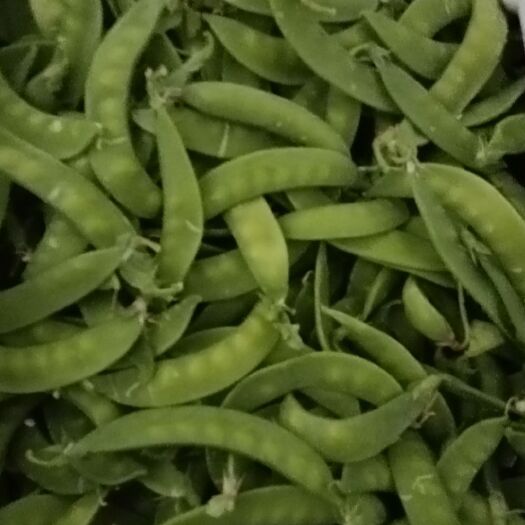 横州市广西南宁横县荷兰豆大量出售