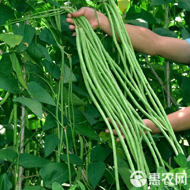 江西早优翠豇豆种子 豆角种子 荚翠绿有光泽 现货直发400克