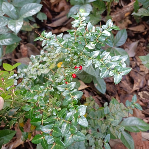 阳新县锈花针，深山绣花针，小苗虎剌，伏牛花，现挖苗