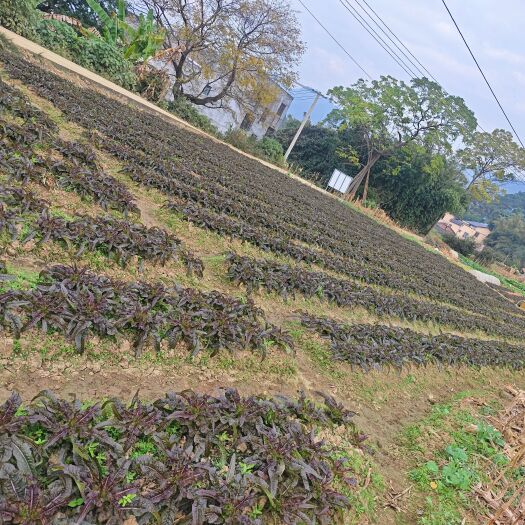 武宣县50亩红叶莴笋已陆续上市，需要的老板可以下单订购了。