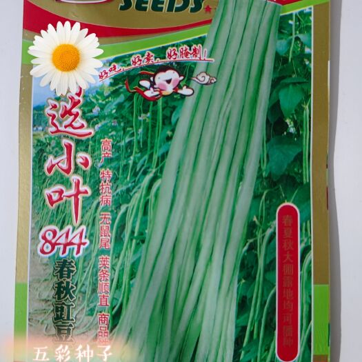 江西豆角种子 江西小叶豇豆种子 植株蔓生 现货