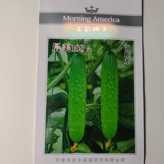 宜城市晨.美 雌性黄瓜种子 果实无瓜把 货架期长  种粒挑选 现货
