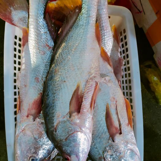 海鱼、白花鱼、规格3~5斤一条、肉多无小刺、适合各种餐饮