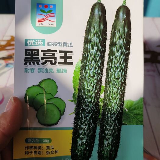 扶沟县黑亮王黄瓜种子杂交种耐寒黑油亮瓜瓤绿早熟不易化瓜刺瘤明显
