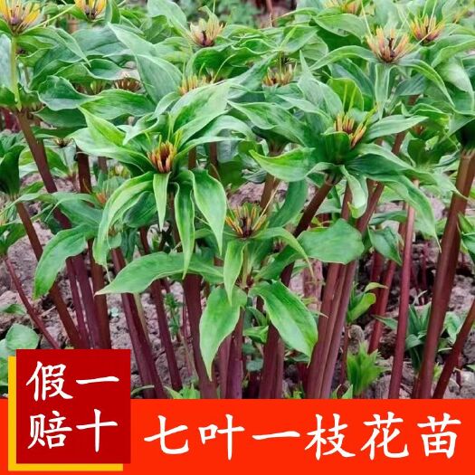 乐山滇重楼苗华重楼种四川高杆名贵中草药种植苗七叶一枝花苗