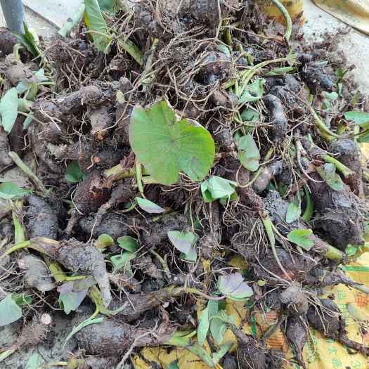 大量供应荔浦槟榔芋头种