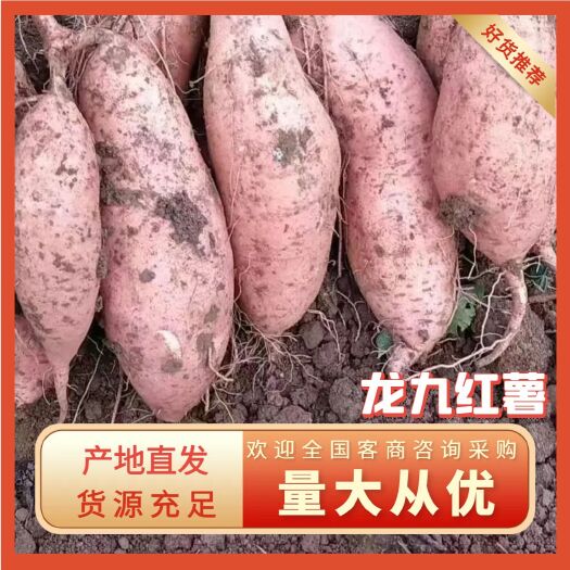 鹿邑县精品龙九红薯，产地直销，货源充足